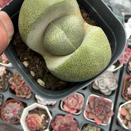 81元宝多肉植物多