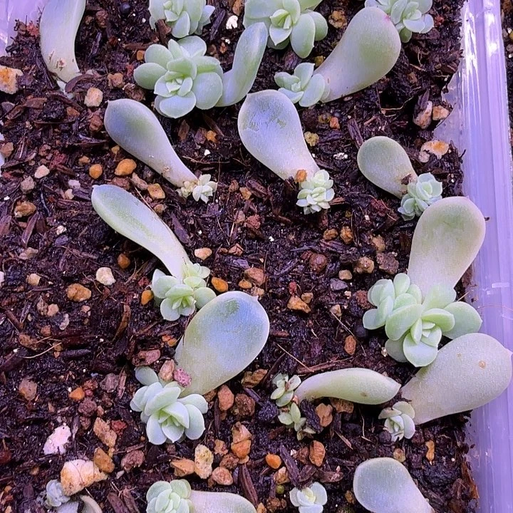 苍雪叶插苗2颗一组随机发