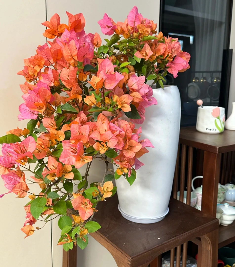 波妹波伊斯玫瑰三角梅（一颗一拍）