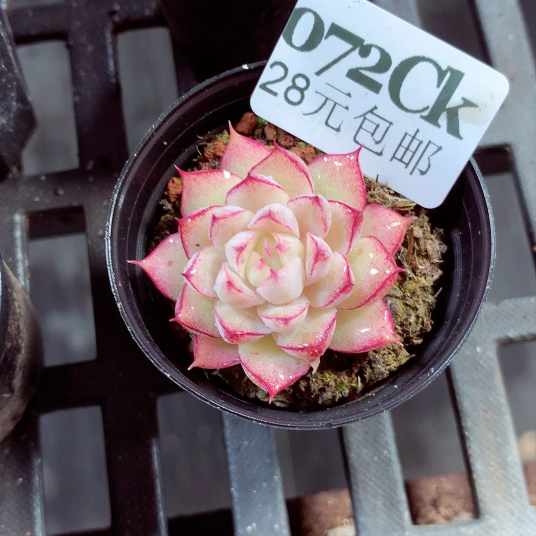 5厘米盆精控多肉072