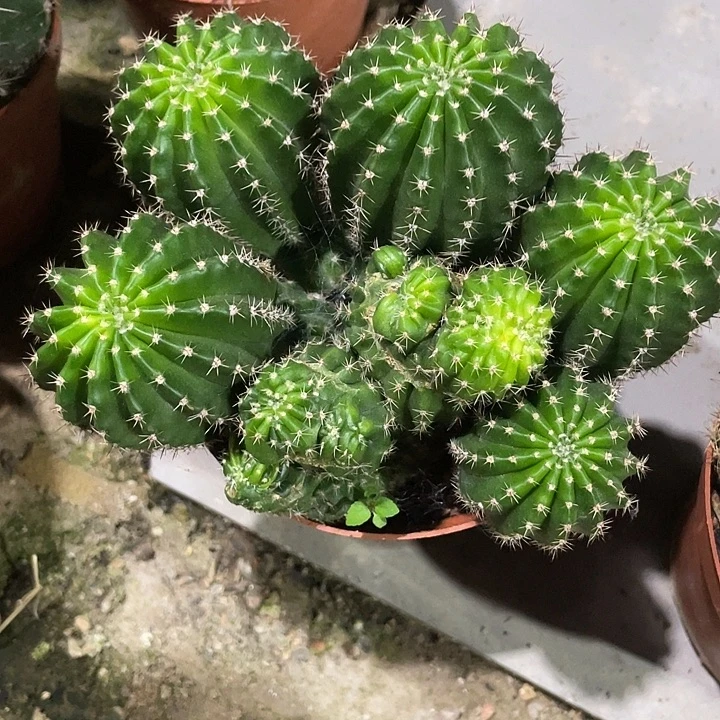 实生多头缀化带盆土