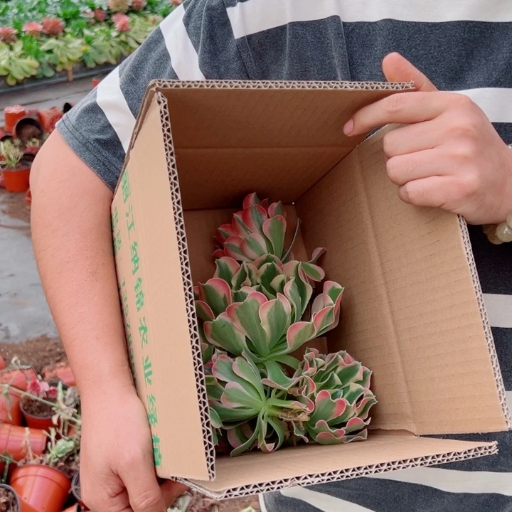 砍头苗一箱多肉法师