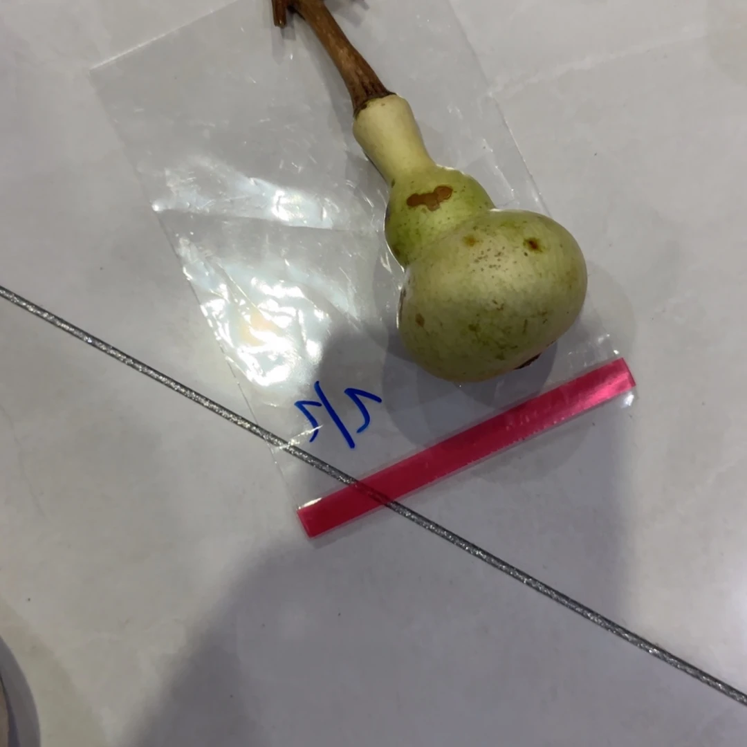 东***人青皮不包成青皮不包成