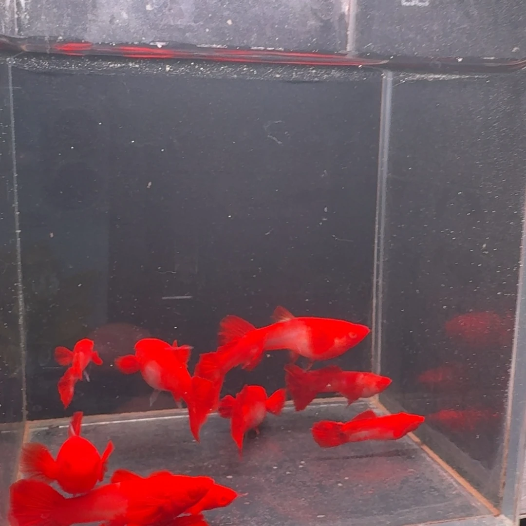 孔雀鱼瑕疵双分水5对 不死不包损