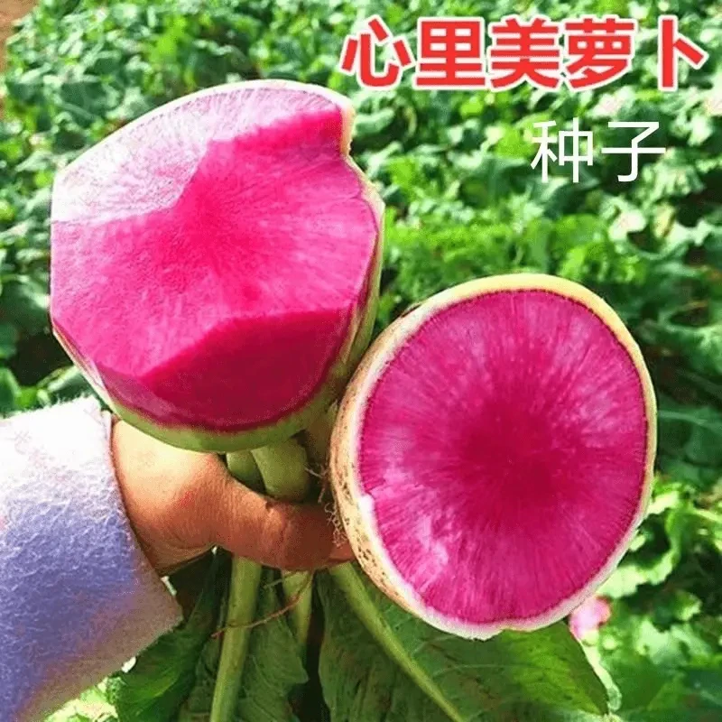 心里美萝卜种子满堂红水果红心四季秋季红肉萝卜籽种籽蔬菜种孑冬