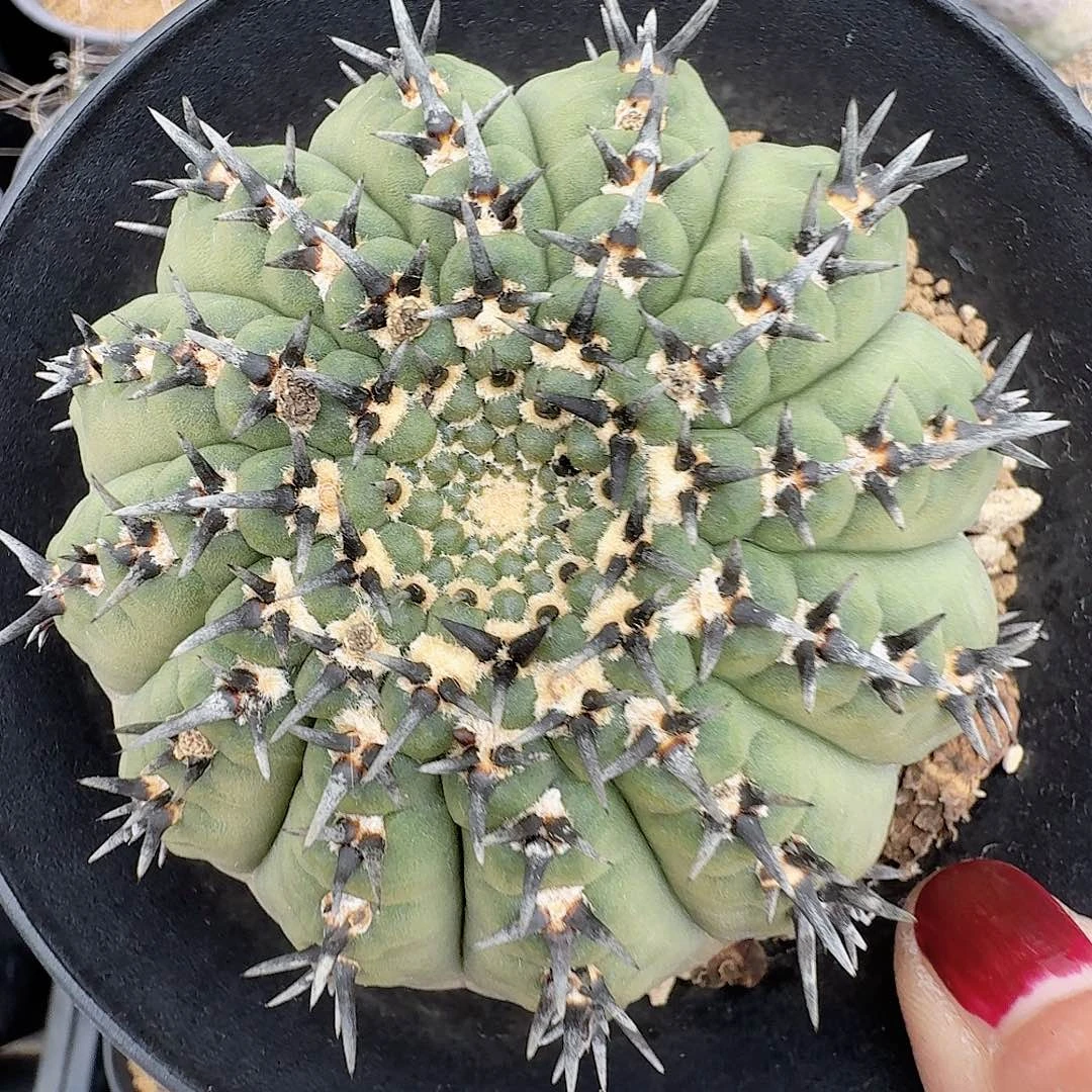 实生黑刺凤头脱土发货