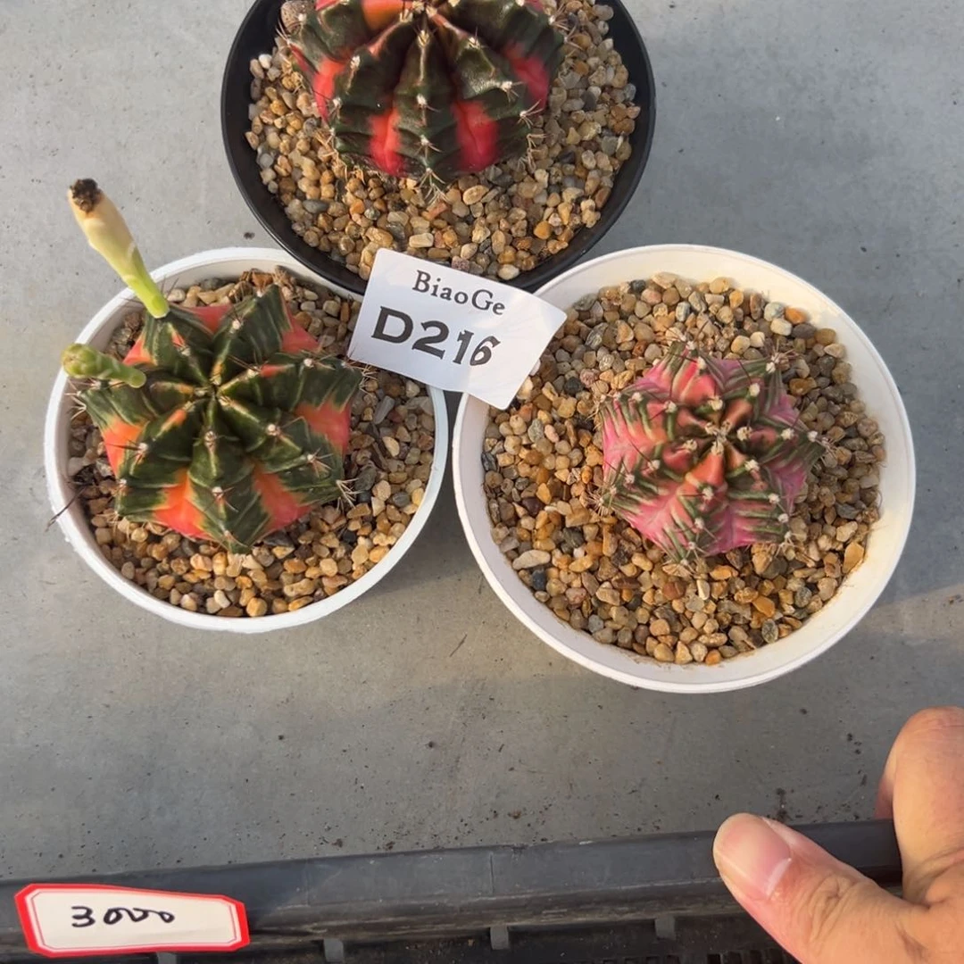 邂*D216号3颗米哈仙人球多肉植物