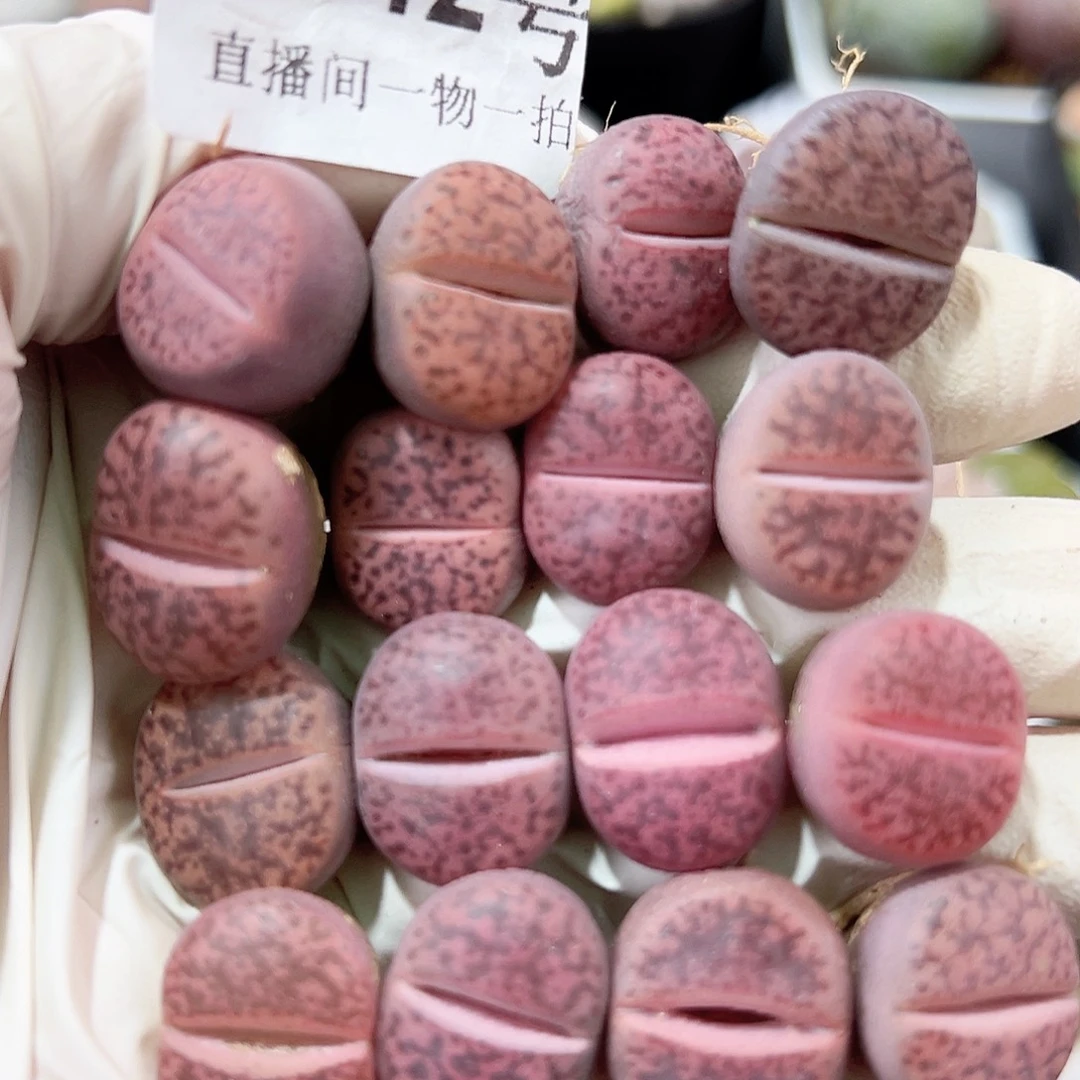 8742 好养易活生石花大母本16个1.5cm左右