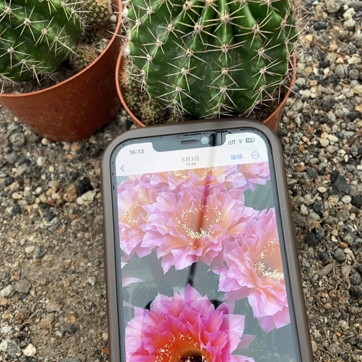 完全开放品种彩草7公分