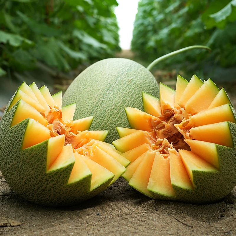 【永辉超市】海南西州蜜瓜哈密瓜单果1500克起头茬精品一级瓜