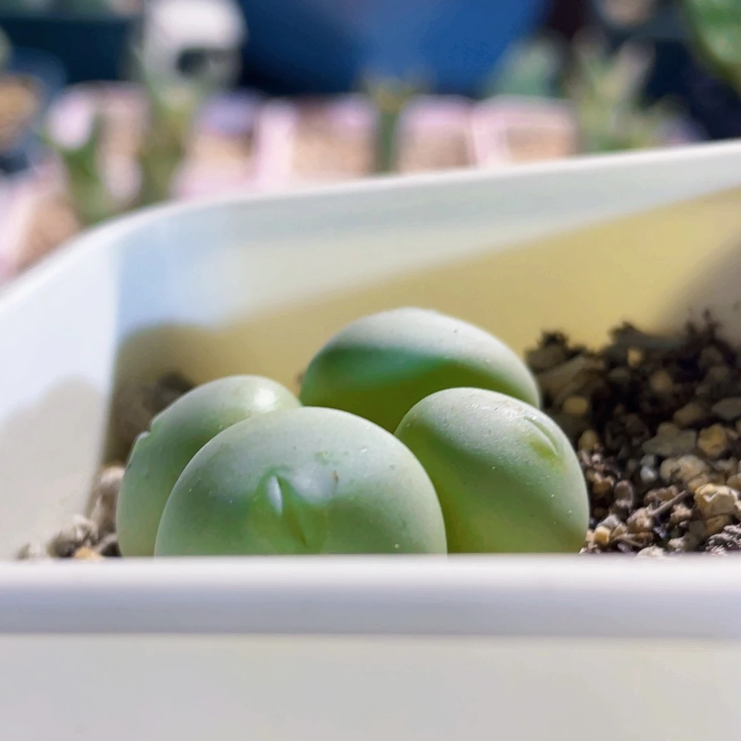 白花大g嘟嘟嘴植物一物一拍