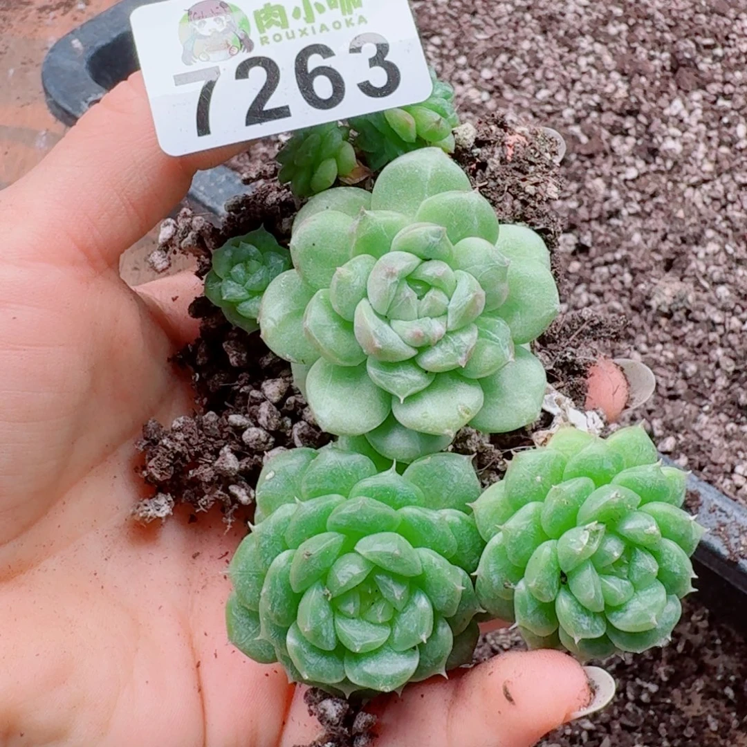 多肉植物多肉植物