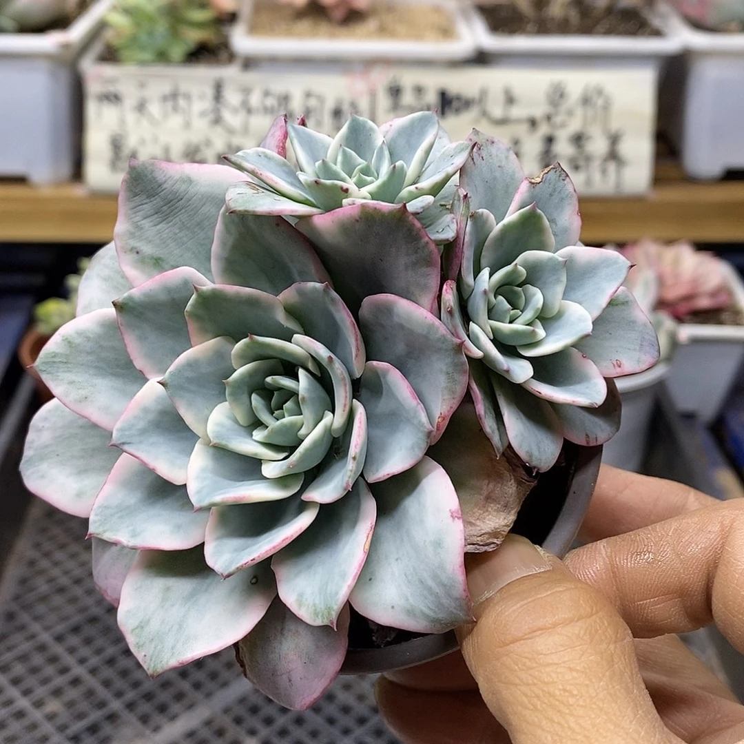 22226 奶油黄桃覆轮锦自然群