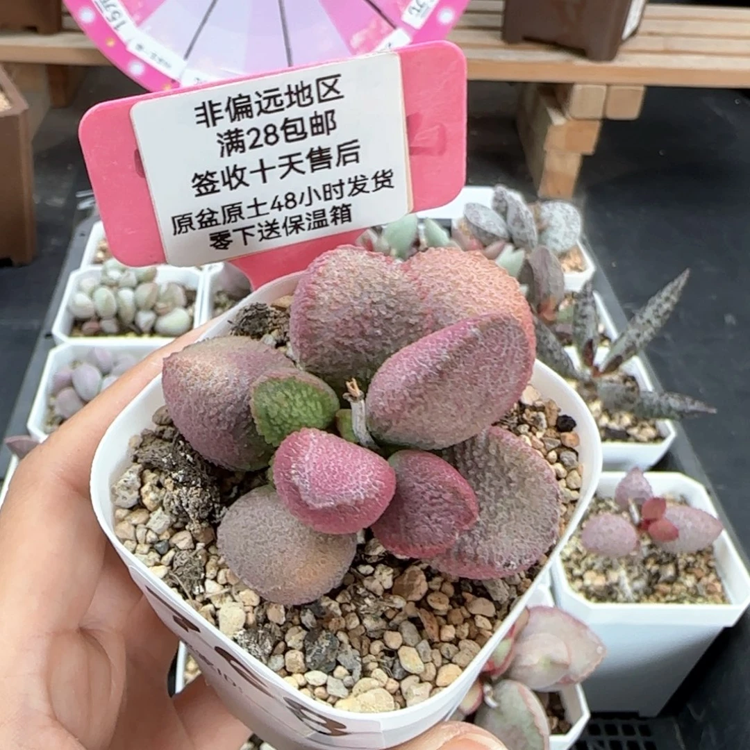 768赛猪肝多肉植物