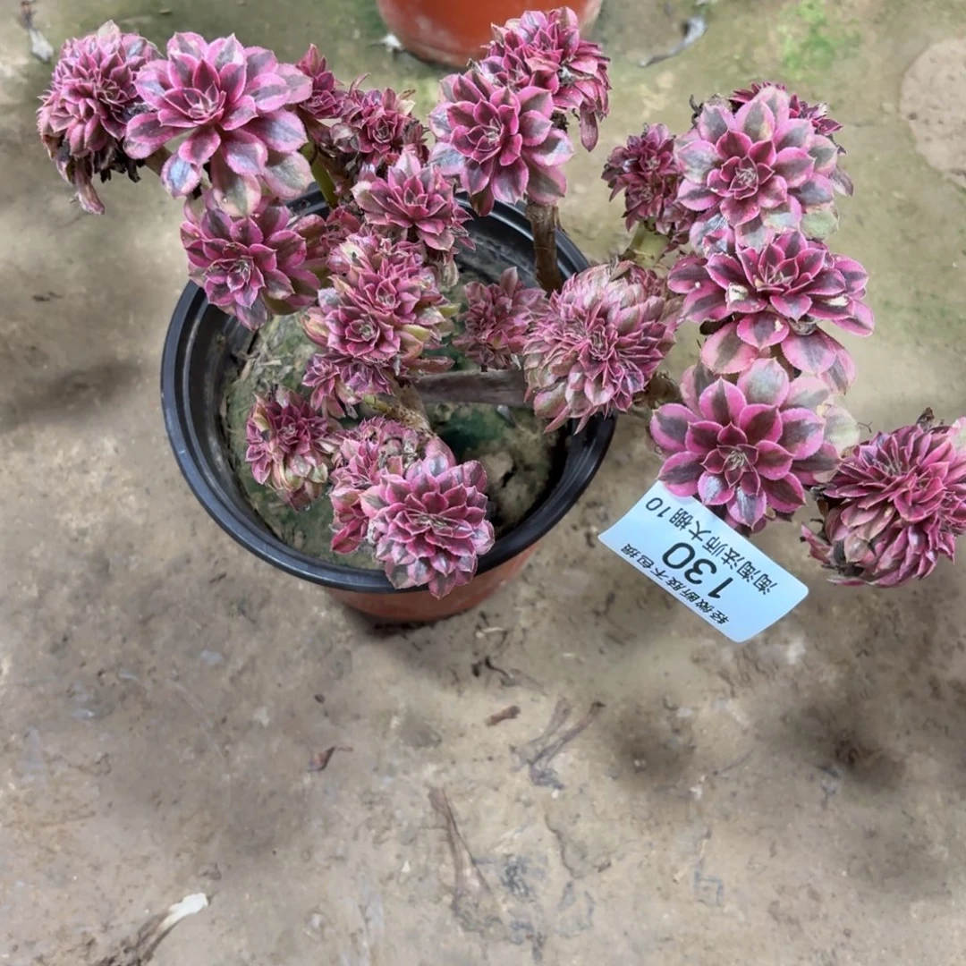 130月亮石缀化多肉植物法师