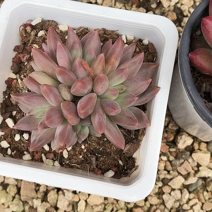 梦***涯水晶球2467889999）j