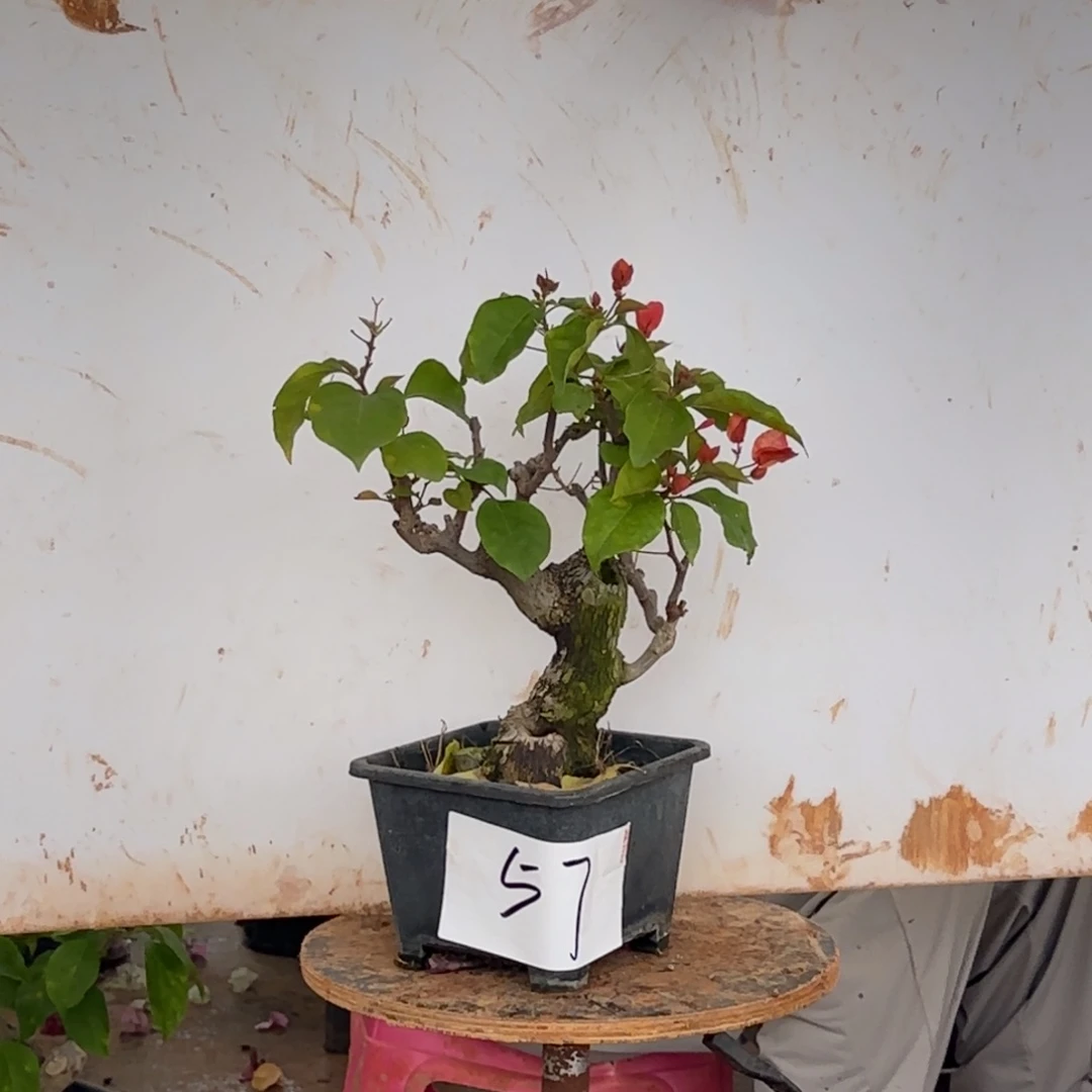 大部分花苞少量开放同安红 57