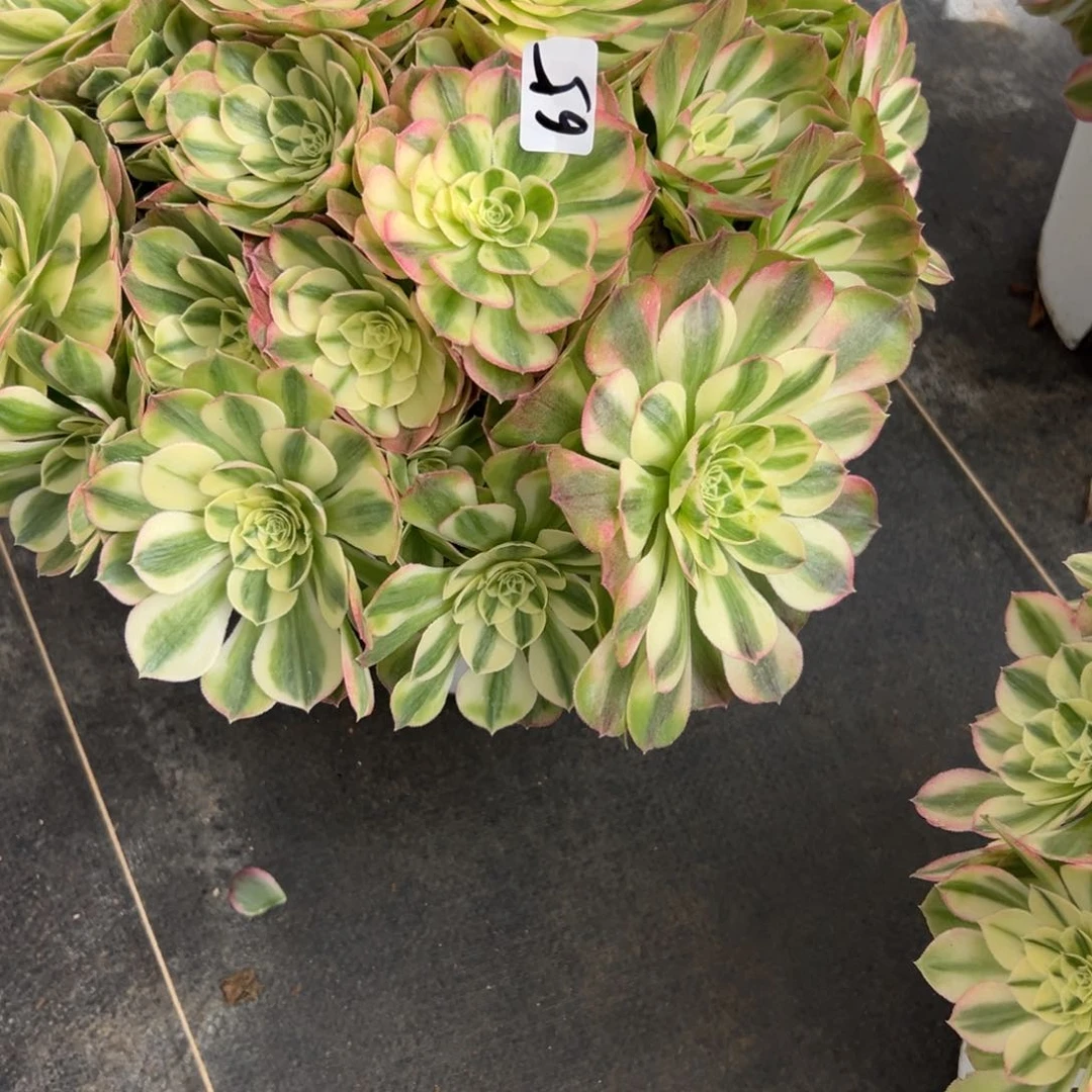 65玉姿多肉多肉多肉多肉