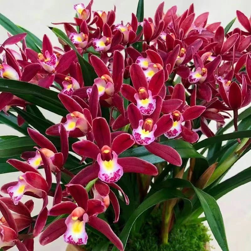 国兰铭品【红双喜带3-5支花苞】室内外浓香型好养易活绿植盆栽