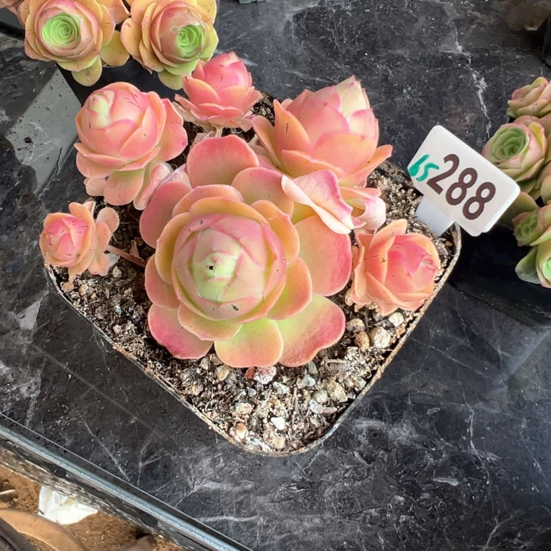 烟**生樱桃288山地玫瑰多肉