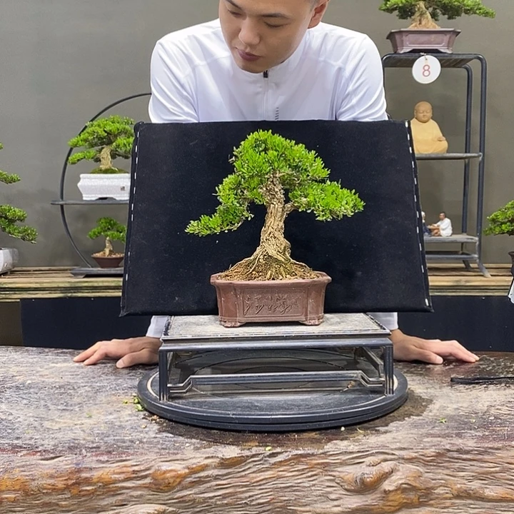 完全开放黄杨盆景四季常青