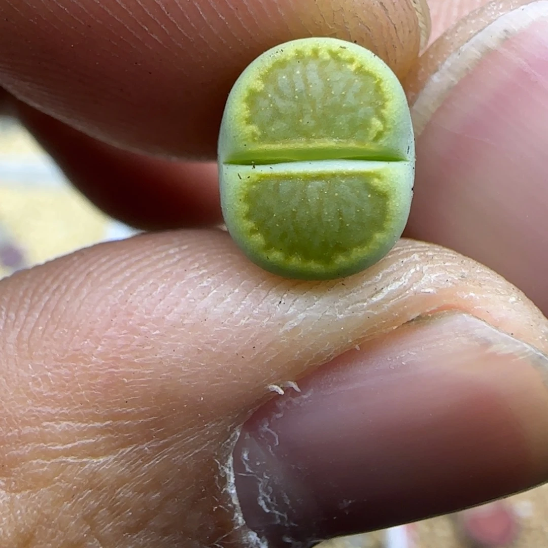 226 生石花大棚直播