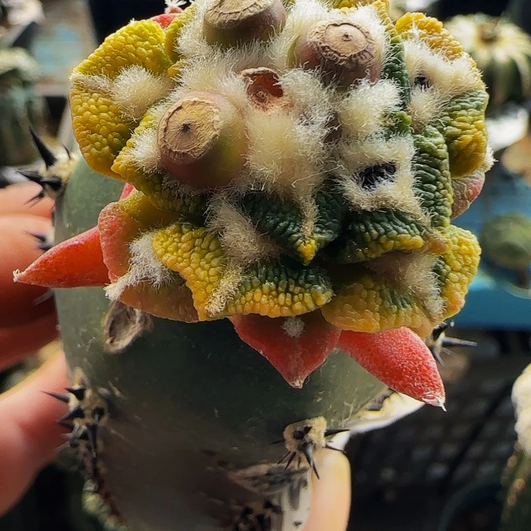 大尤阴阳花锦210黑牡丹