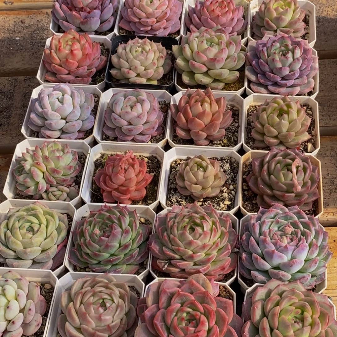 刚****坑022多肉植物保护研究所所长