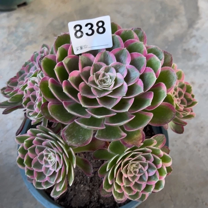 838孔雀翎20厘米左右半木质