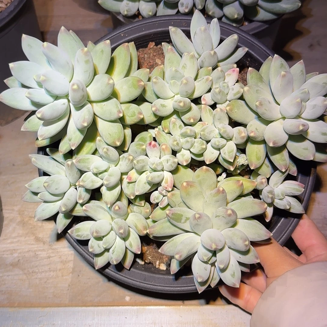 松果美人整无砍群生多肉