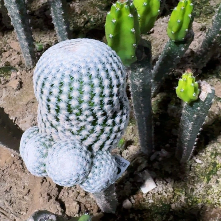 883白鸟群仙人球植物
