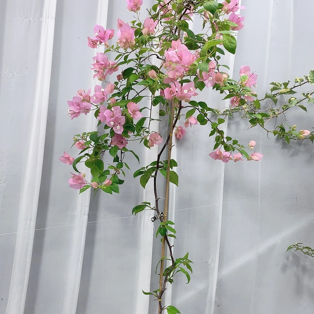 完全开放橙粉公主