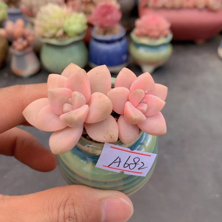 一物一拍满38包邮A682