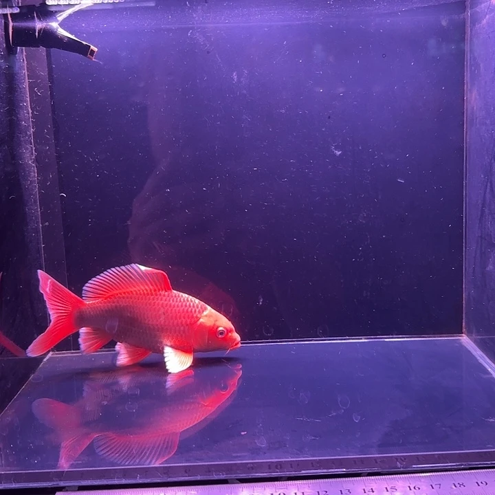 蝴蝶鲤鱼17号蝴蝶鲤微瑕