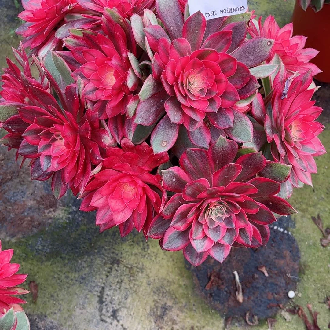 无花朵?****?多肉植物黑魔锦146