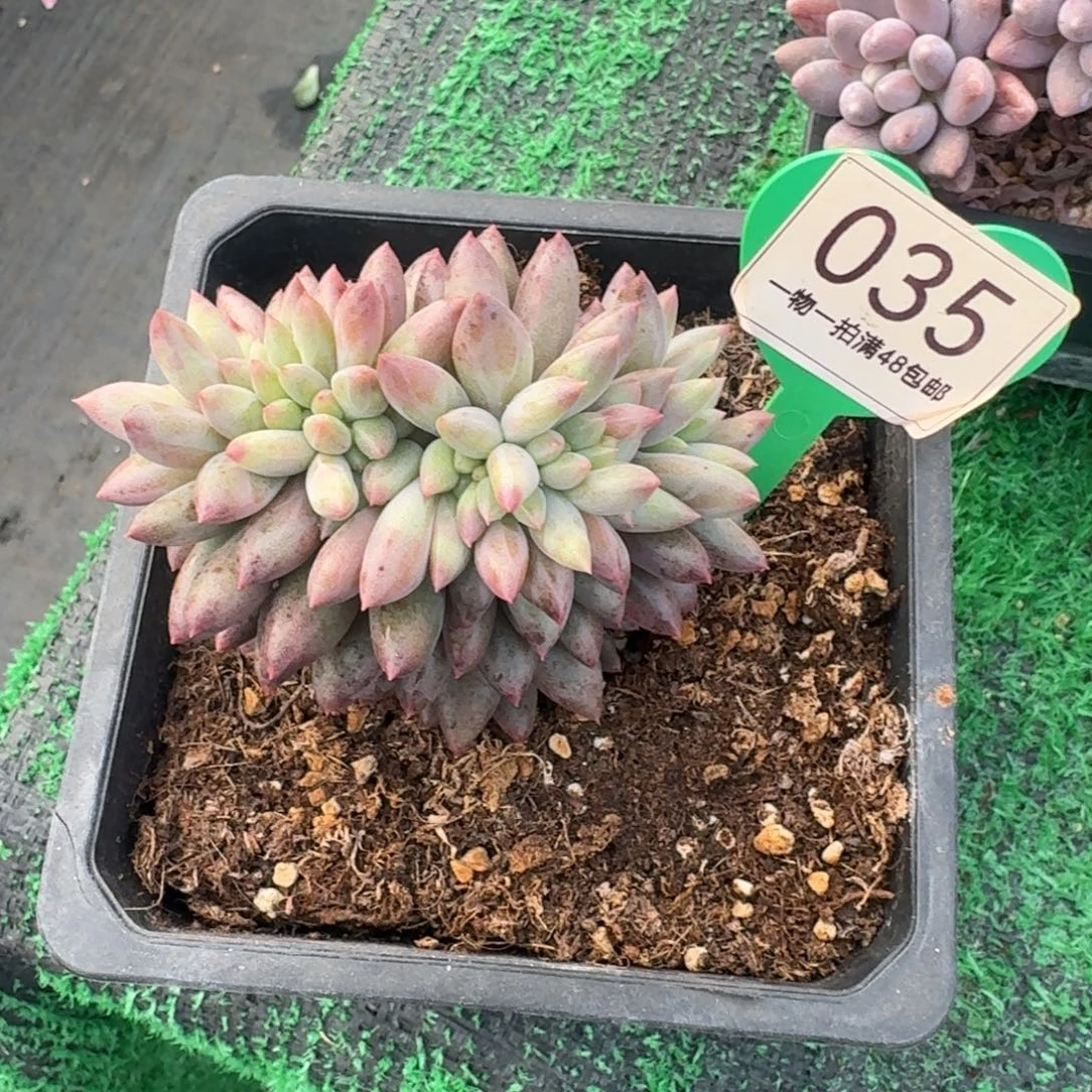 红蜻蜓缀化6厘米开播福