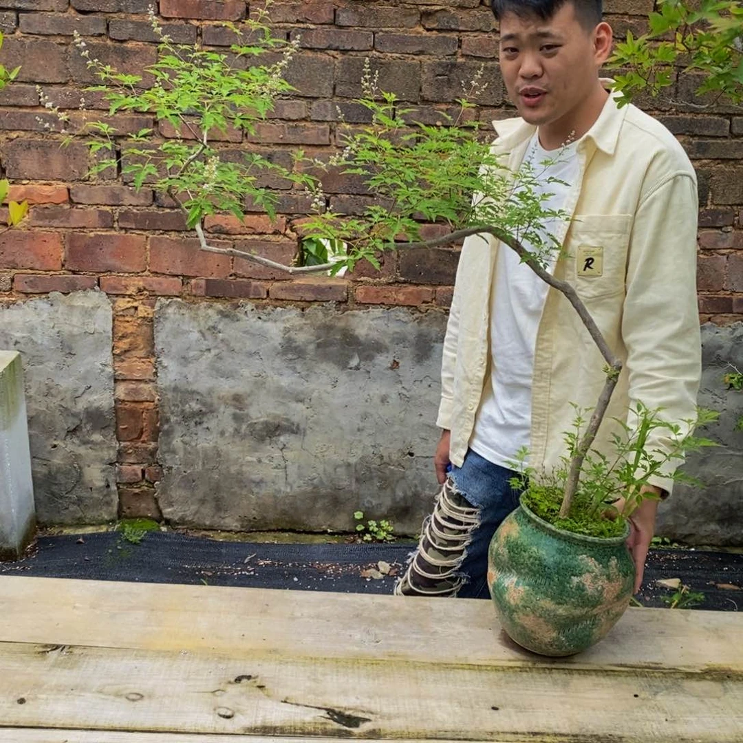 无花朵季****】黄荆盆景洪12345