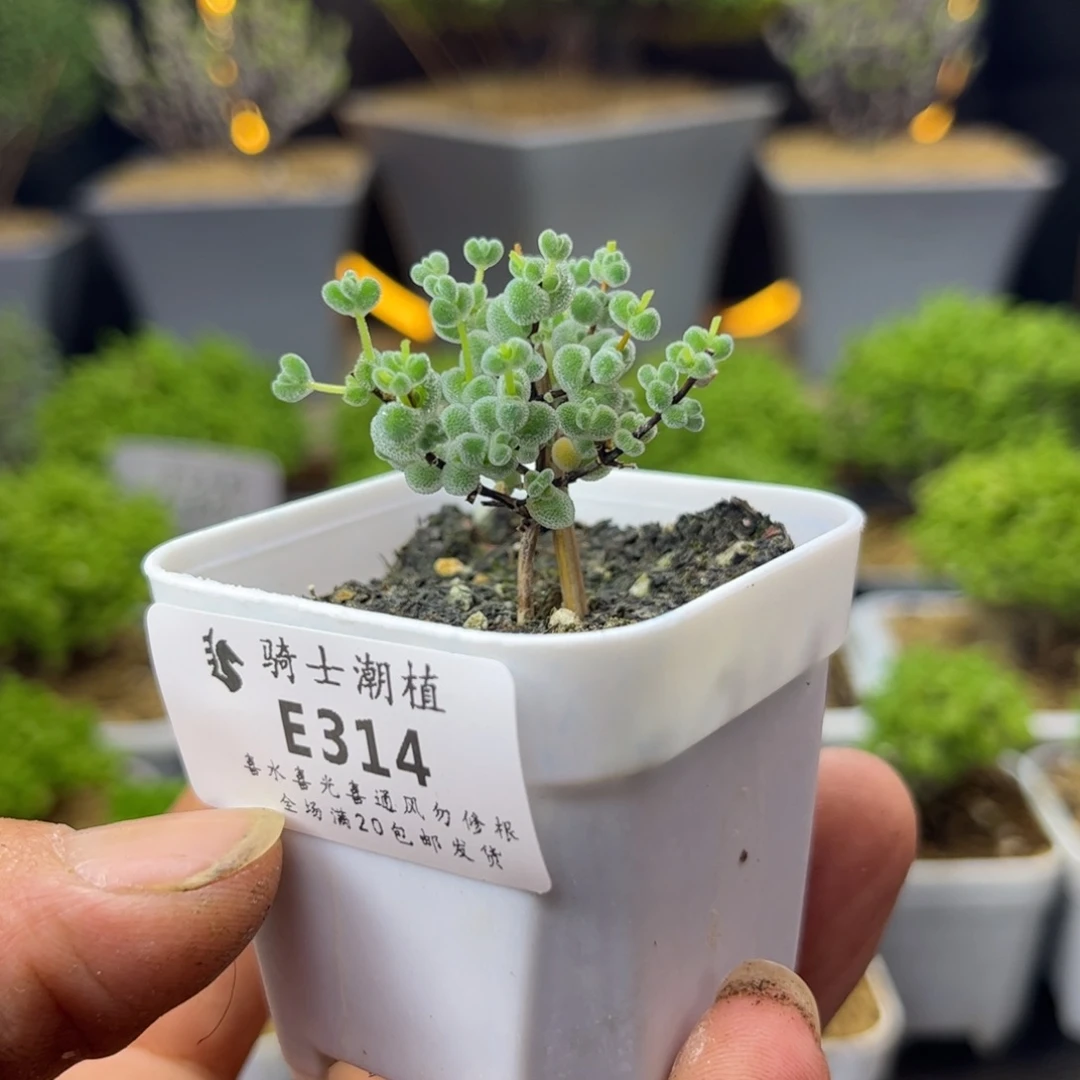 314实生优选白体莱斯