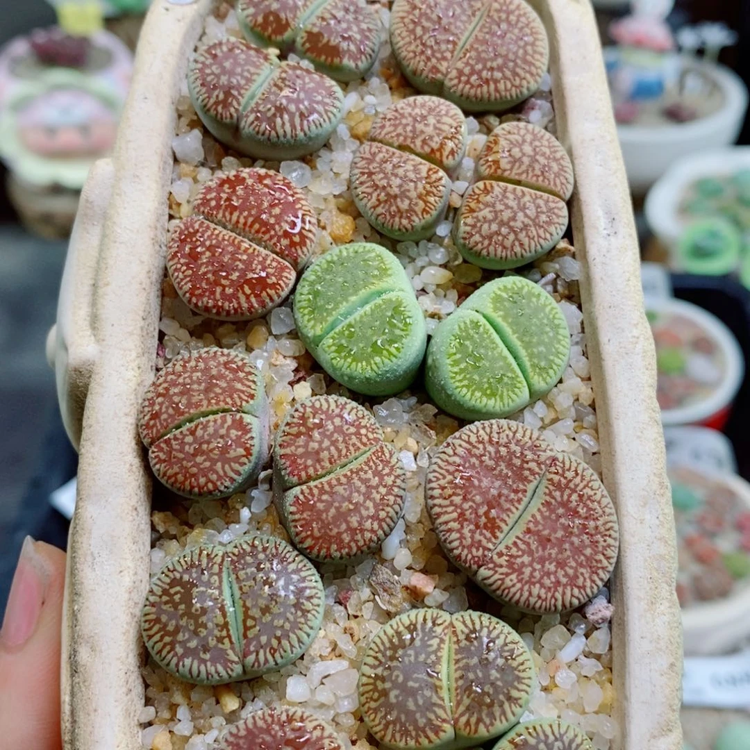 生石花花花花花花花630