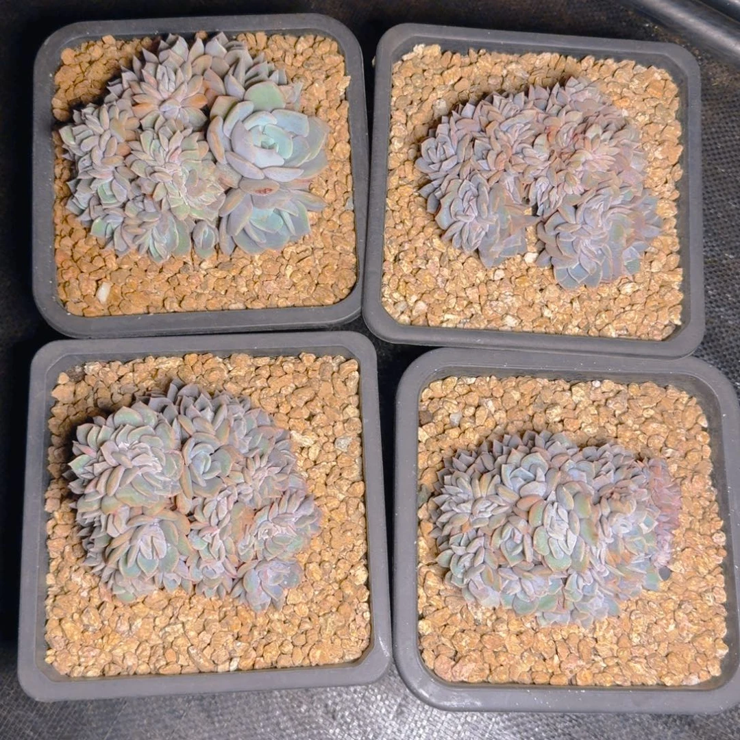 提拉米苏多肉11111111111