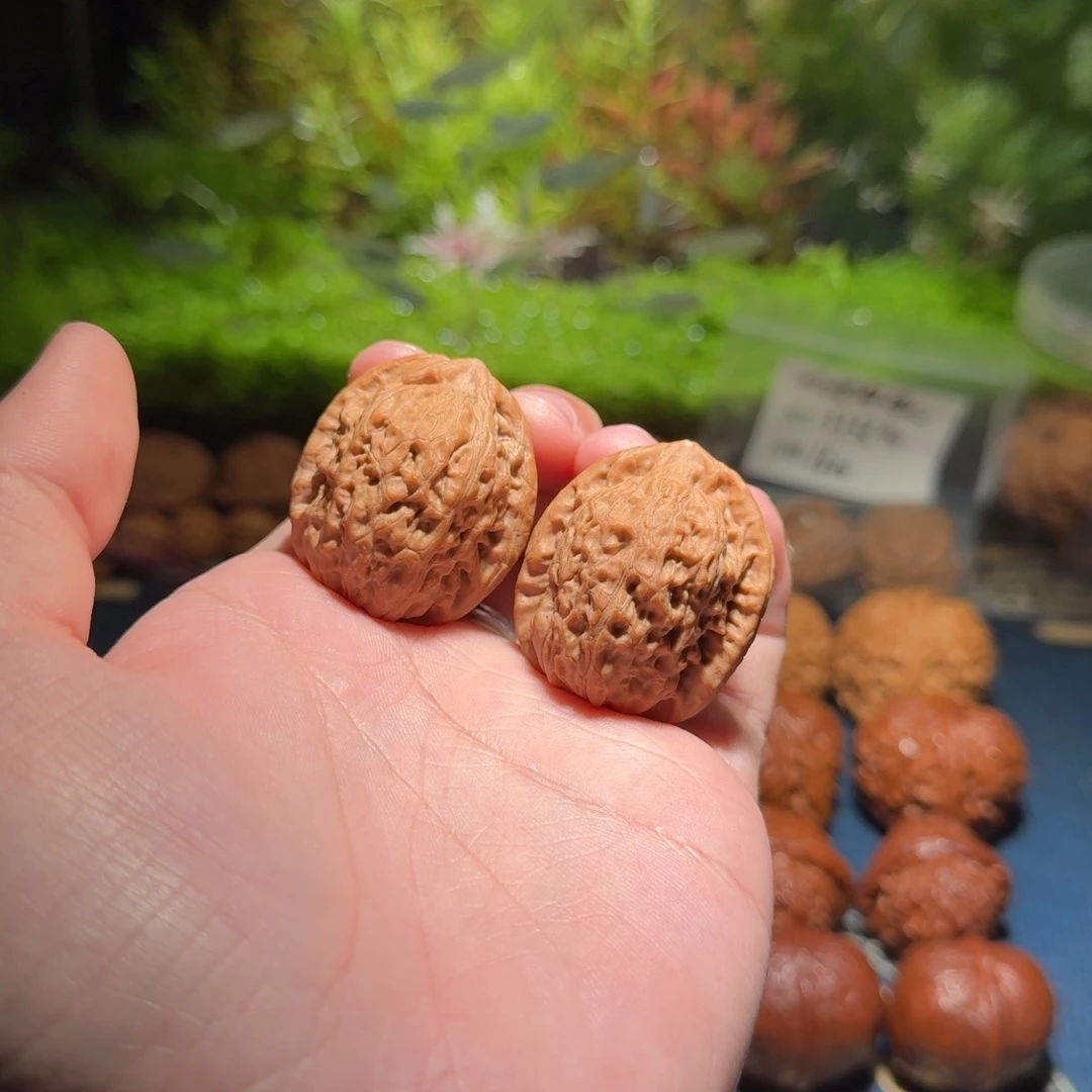 1178号33原树玉观音文玩核桃