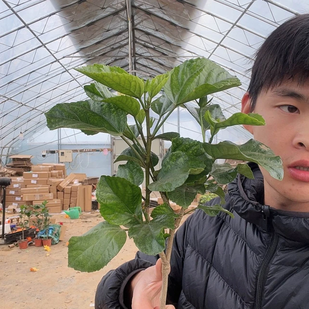 【闪购商品】全部花苞黄色小棵