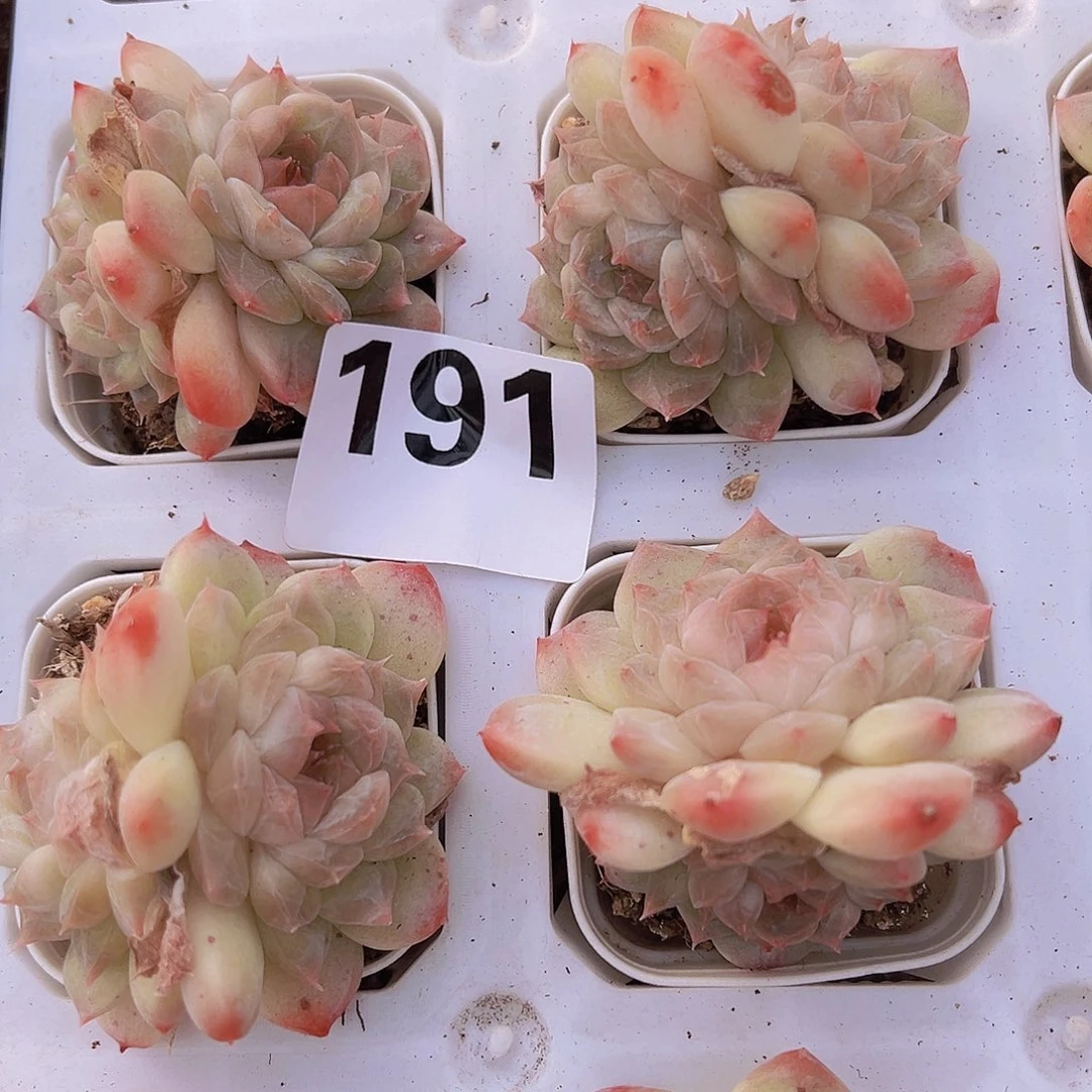 大双头冰沙珍妮191多肉