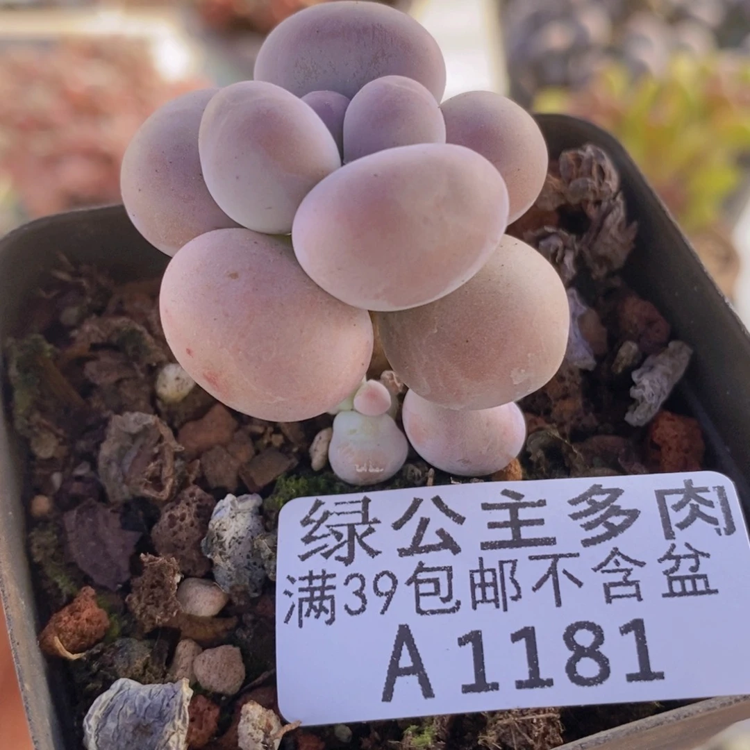 芭比奶洛单头1181多肉植物