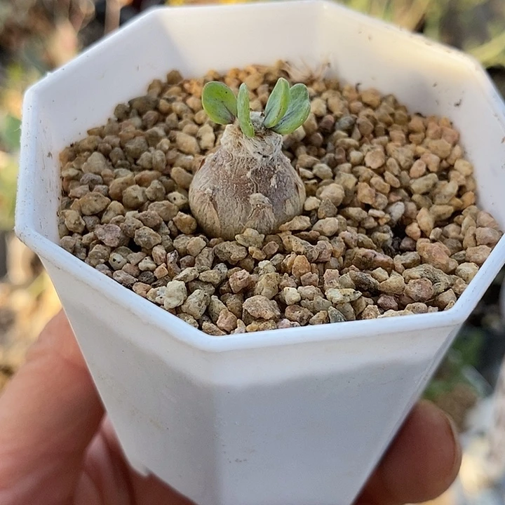 915迷你宫带盆一一一一一一一