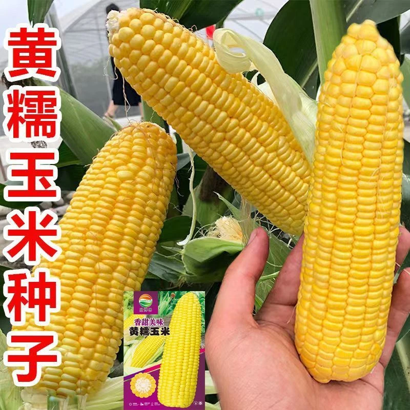 【黄金糯玉米种子】大棒玉米香甜糯黄糯粘玉米种子蔬菜种子庭