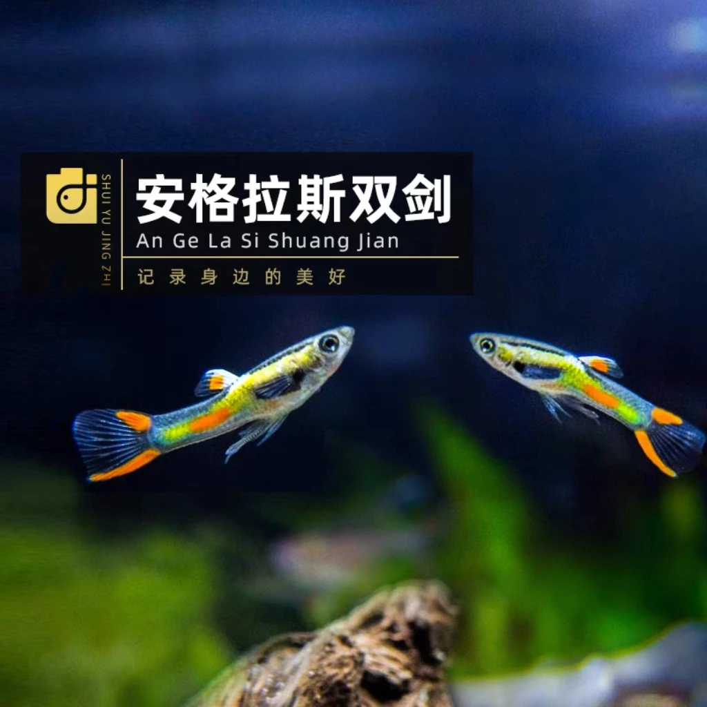 安格拉斯蓝双剑孔雀鱼小型热带观赏鱼草缸熊猫精灵精品鱼
