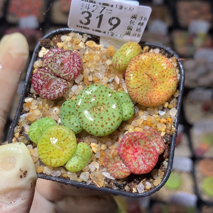 精品生石花27.319