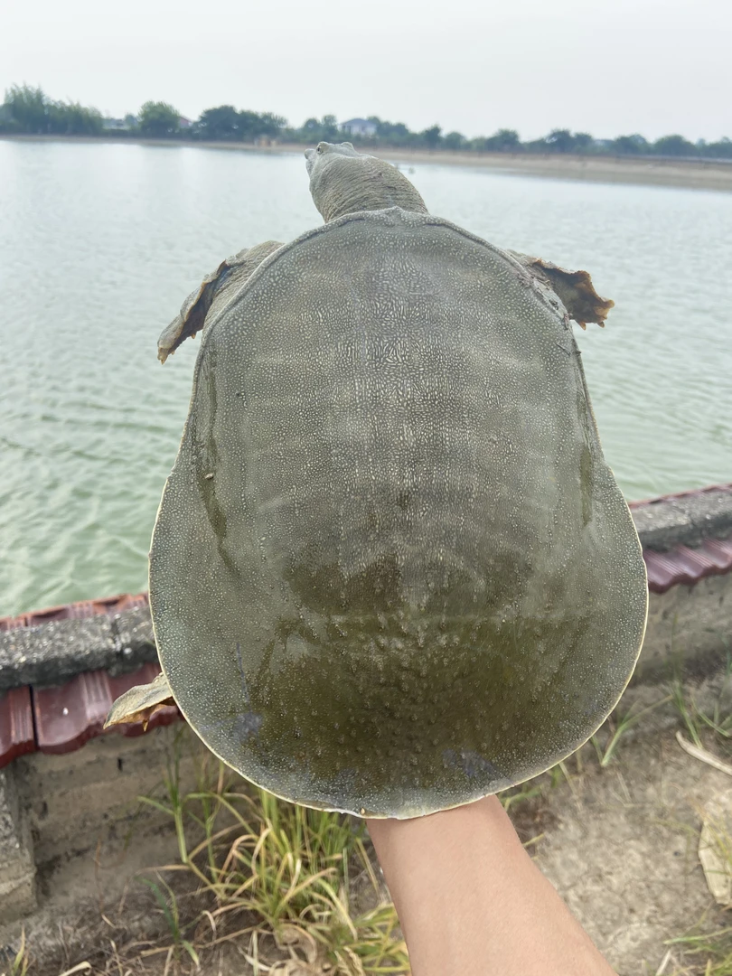 荆州外塘5年以上鱼鳖混养公甲鱼