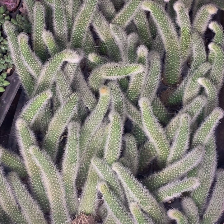 九尾狐7颗   包邮